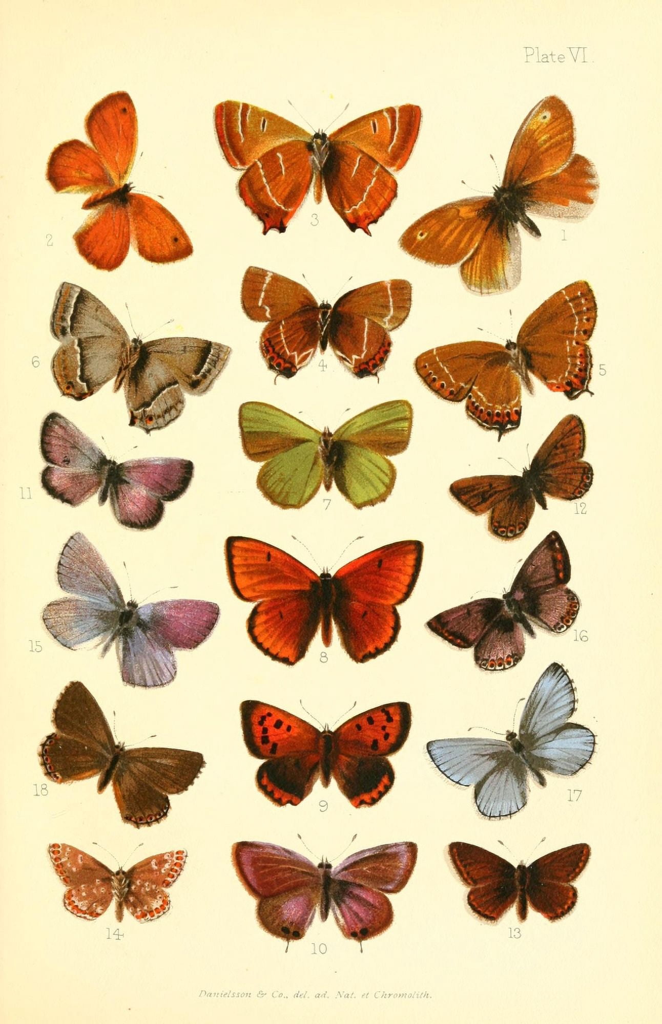 Butterflies & Moths 1894 Various 5 Canvas Art - Unknown (24 x 36)
