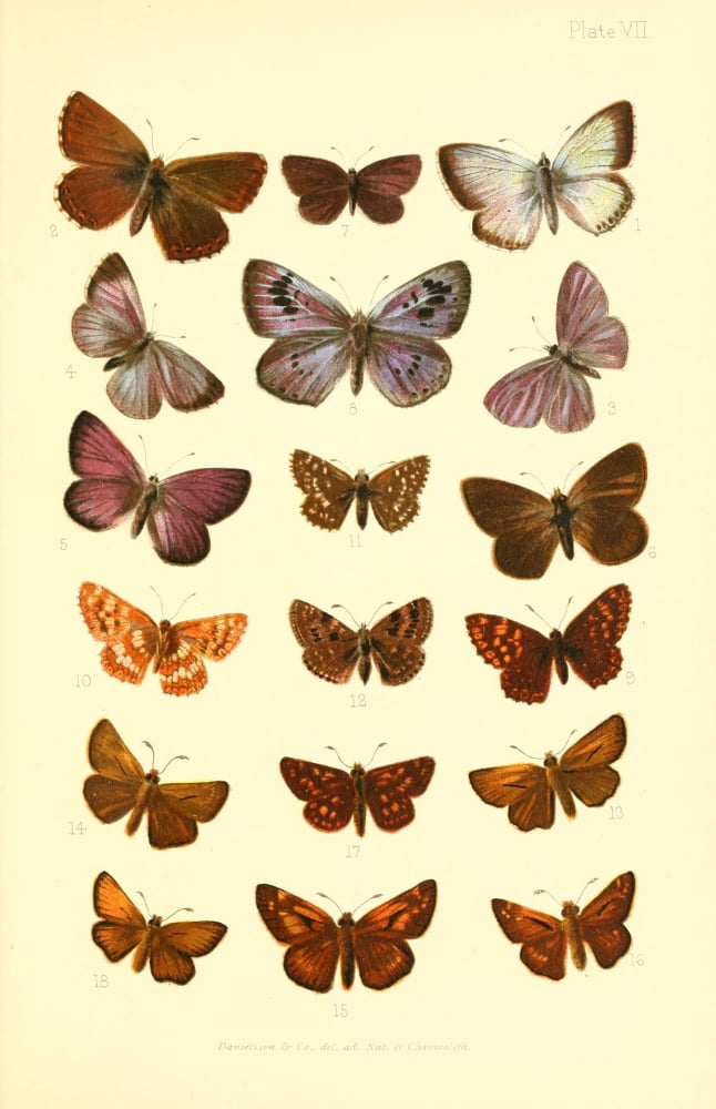 Butterflies & Moths 1894 Various 6 Canvas Art - Unknown (18 x 24)
