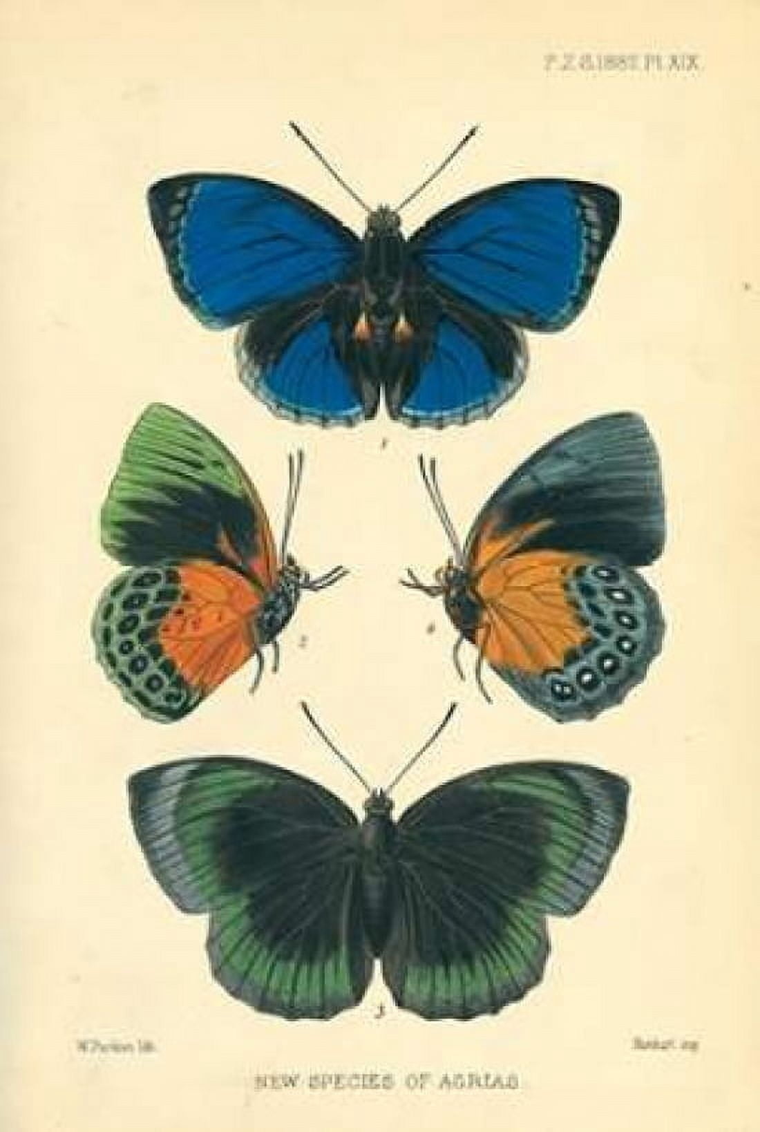 Butterflies New species of Agrias Canvas Art - Joseph Smit (12 x 18)