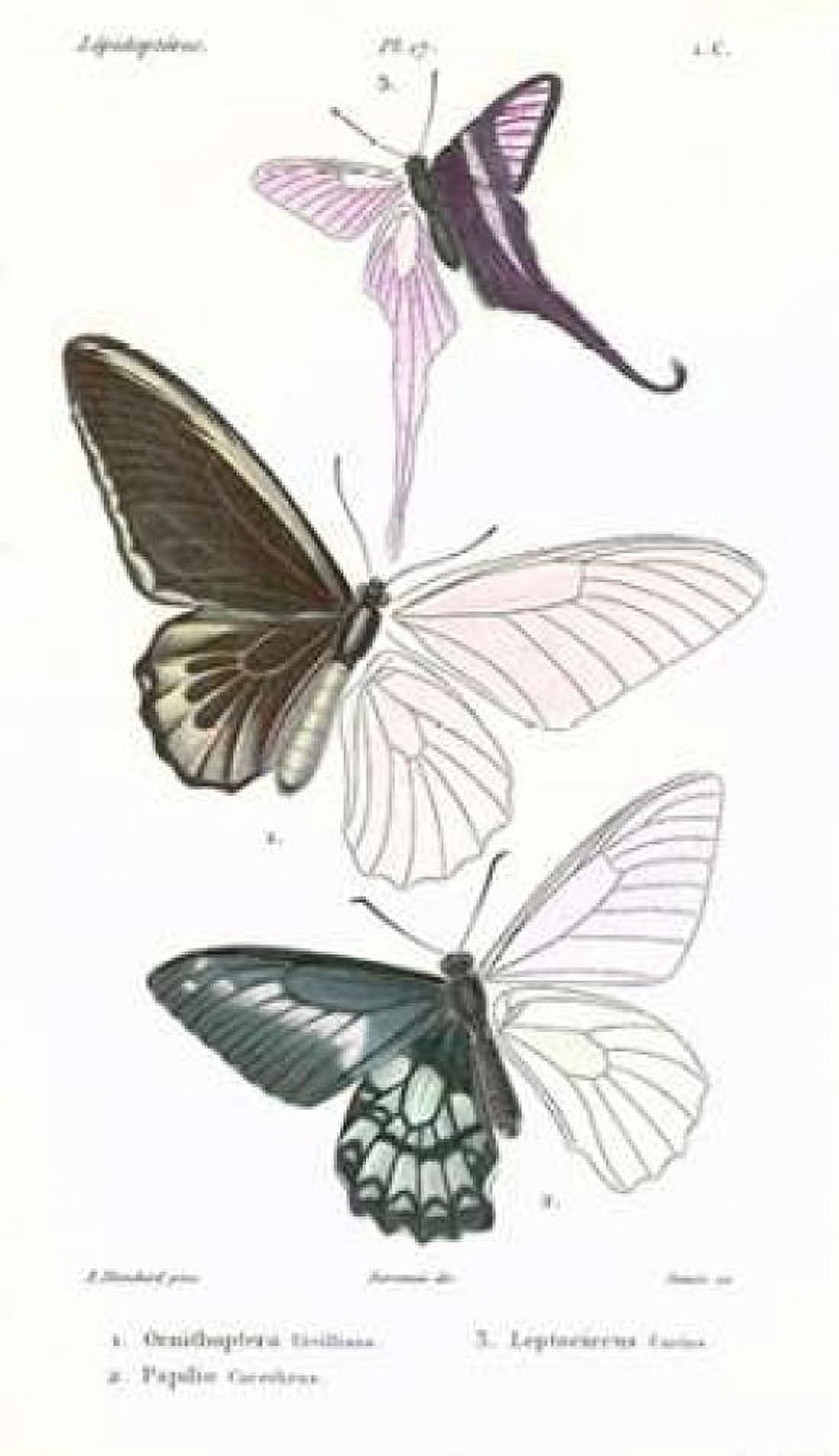 Butterflies Plate 17 Canvas Art - Emile Blanchard (12 x 18)