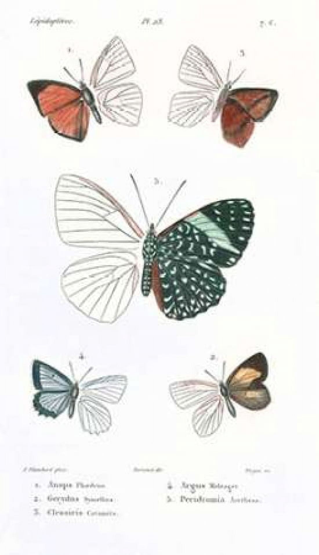 Butterflies Plate 23 Canvas Art - Emile Blanchard (12 x 18)