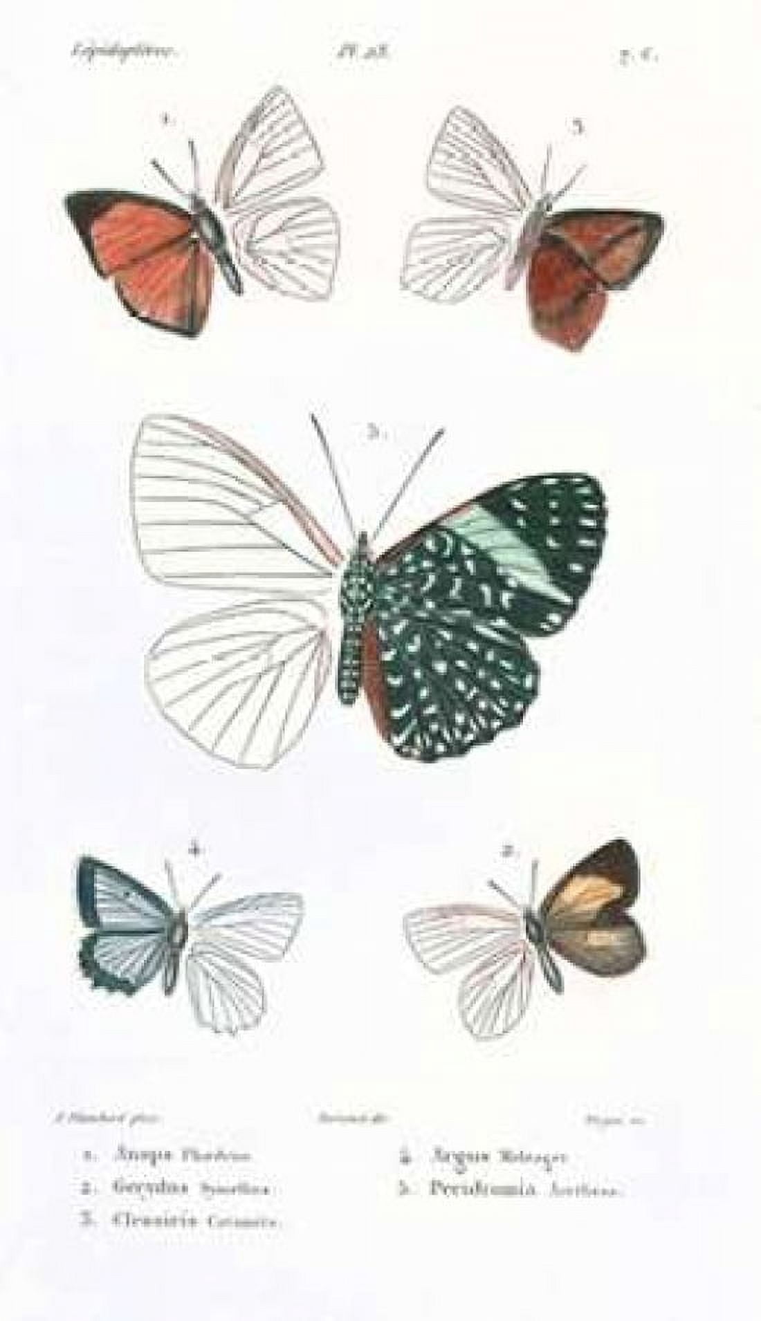 Butterflies Plate 23 Canvas Art - Emile Blanchard (24 x 36)