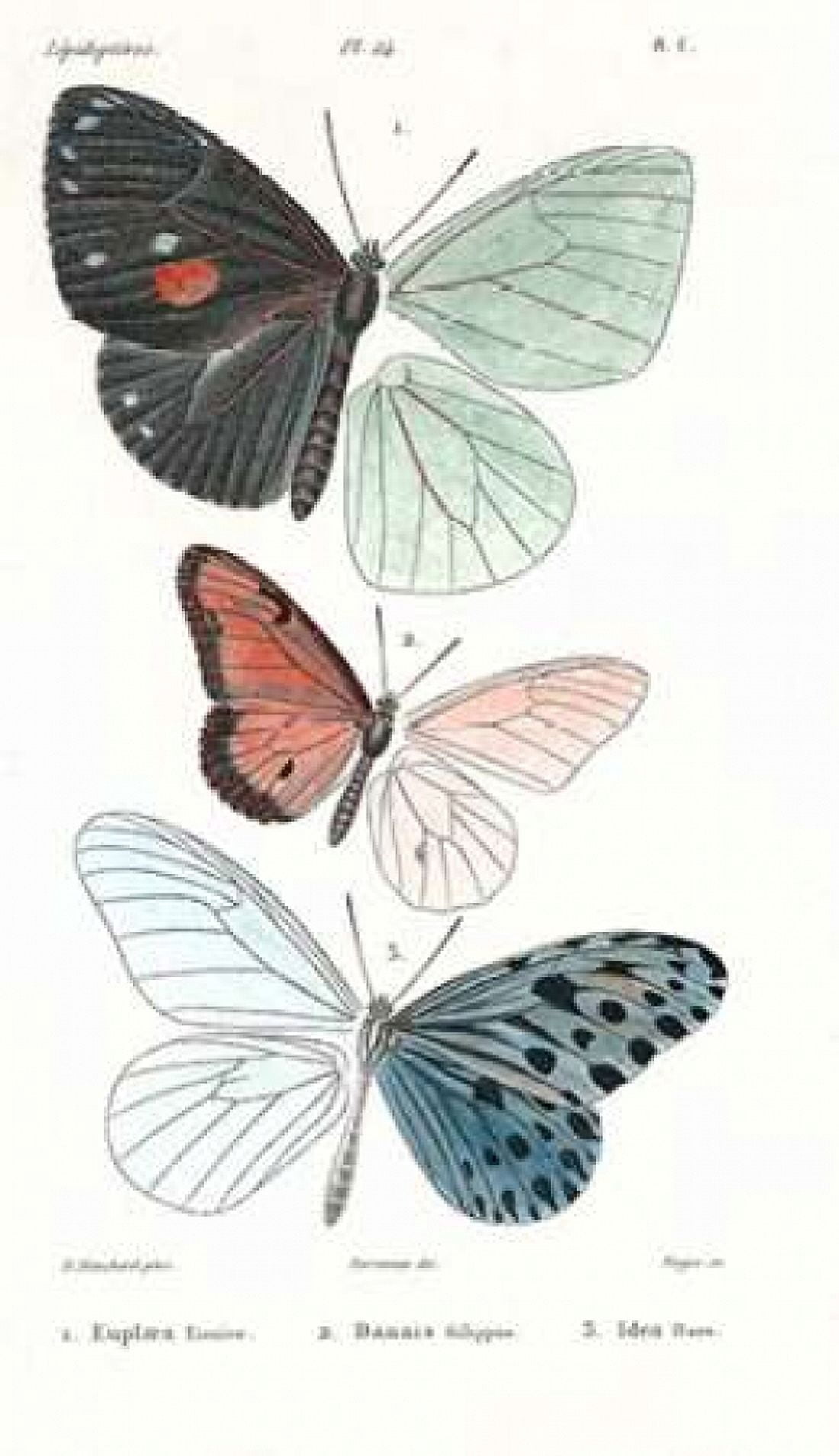 Butterflies Plate 24 Canvas Art - Emile Blanchard (12 x 18)