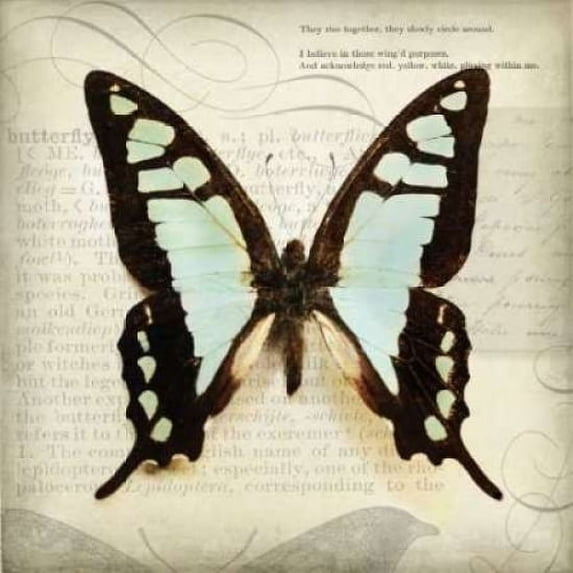 Butterflies Script I Poster Print by Amy Melious (24 x 24)