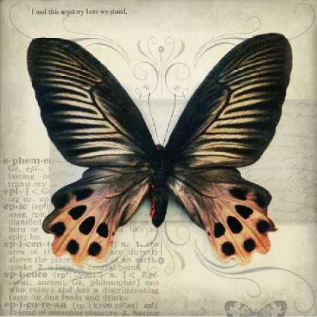 Butterflies Script IV Canvas Art - Amy Melious (24 x 24)