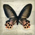 thumbnail image 1 of Butterflies Script IV Poster Print by Amy Melious (24 x 24), 1 of 2