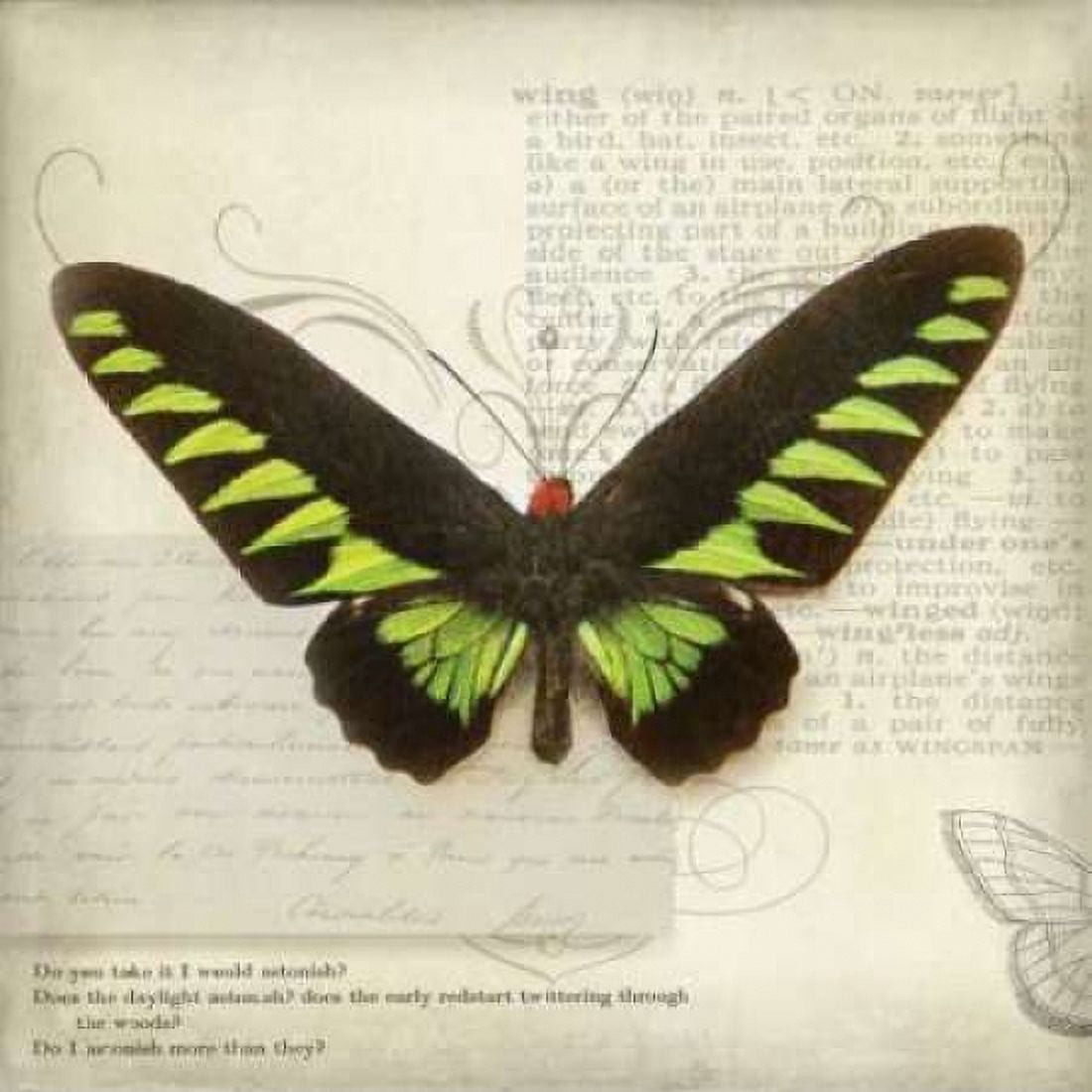 Butterflies Script VI Canvas Art - Amy Melious (24 x 24)