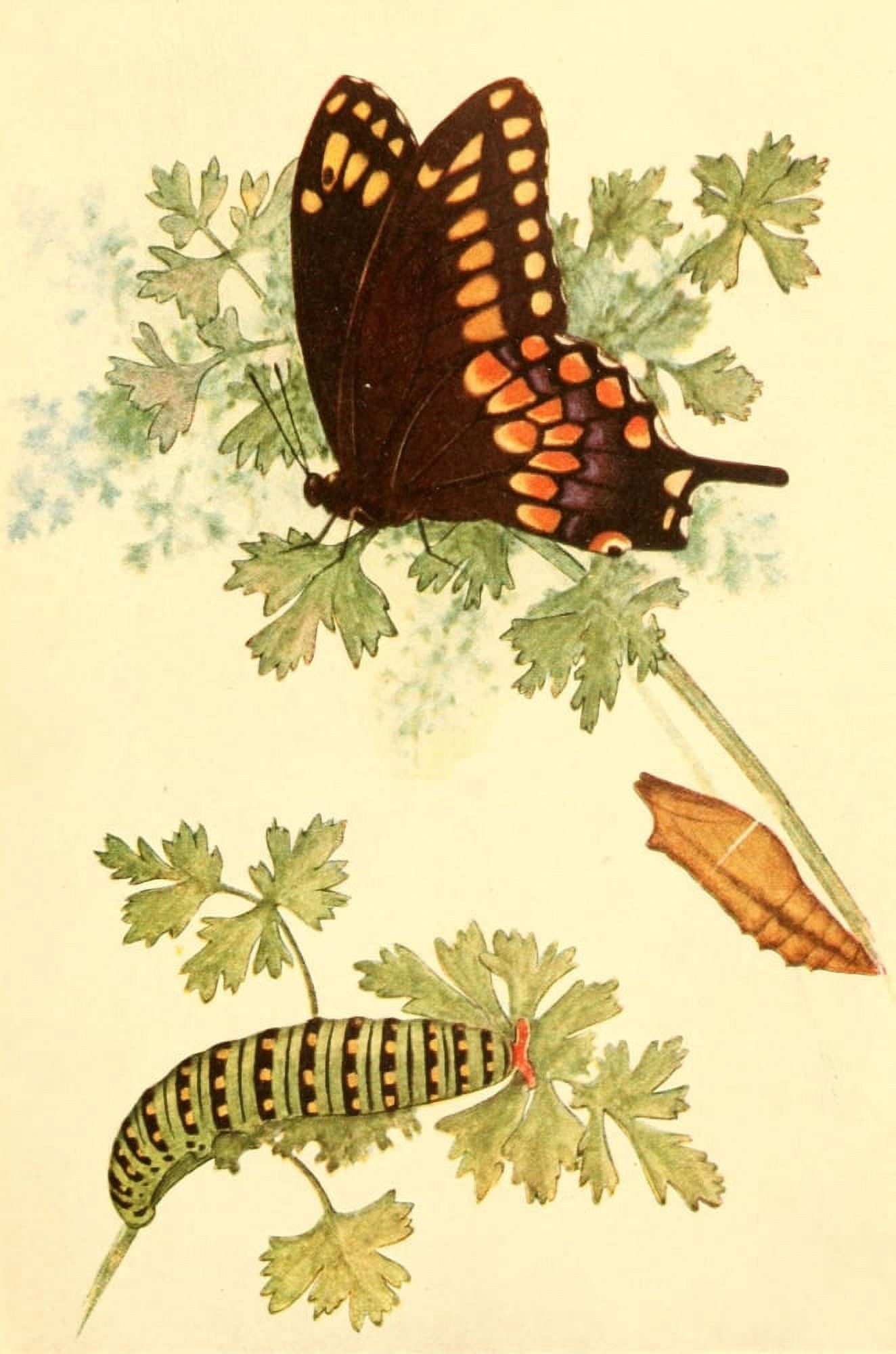 Butterflies Shown to the Children 1917 Black Swallowtail Canvas Art - Willey I Beecroft (24 x 36)