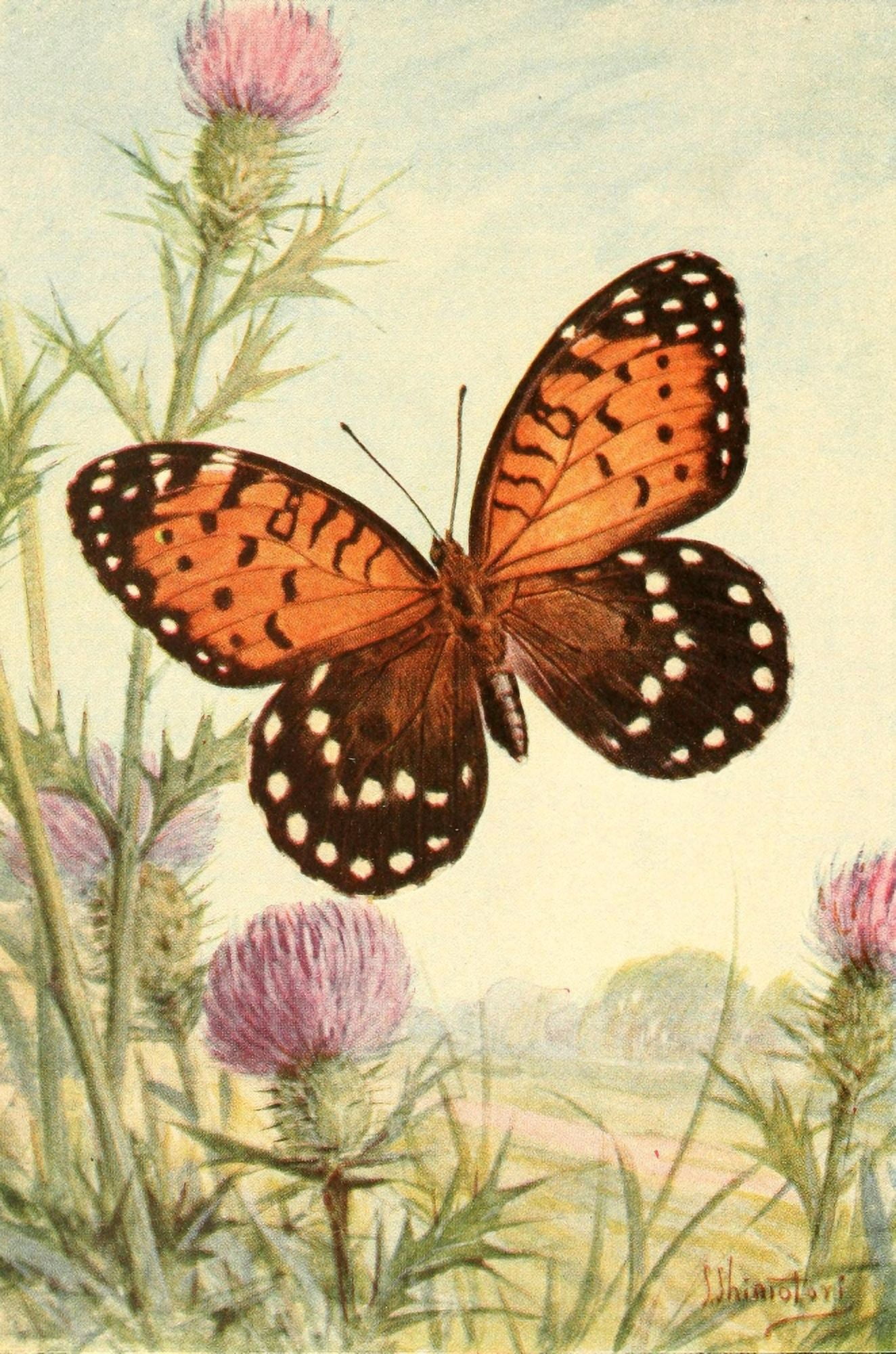 Butterflies Shown to the Children 1917 Regal Fritillary Canvas Art - S Shimotori (24 x 36)