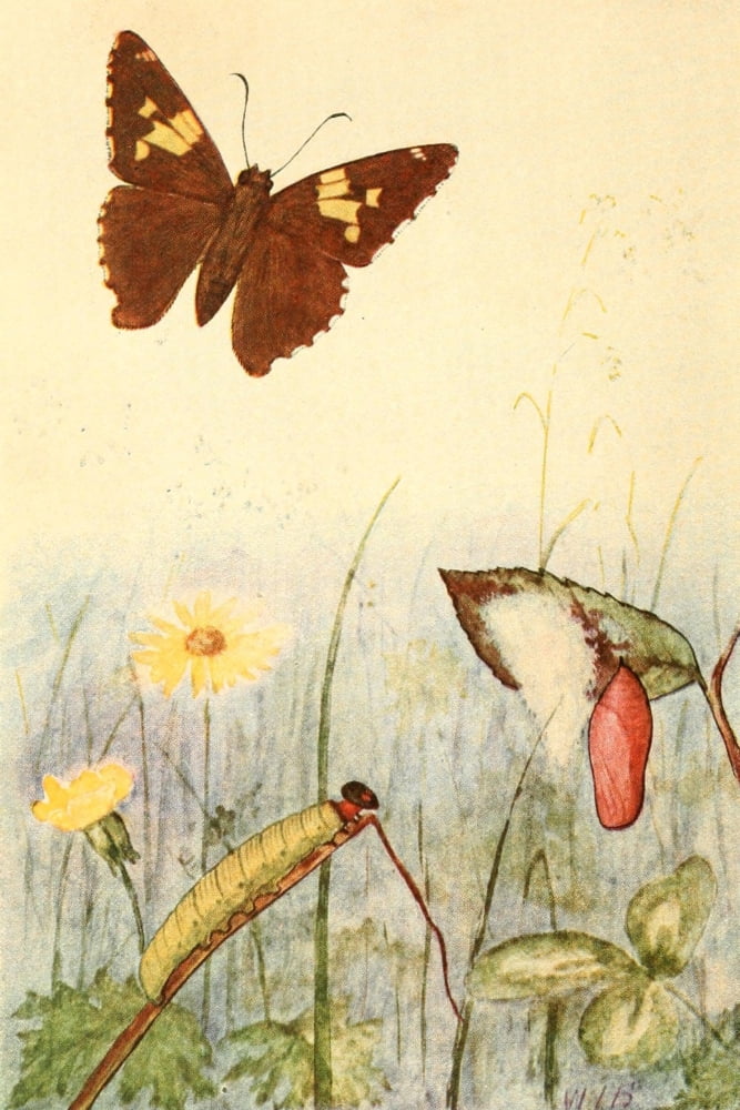 Butterflies Shown to the Children 1917 Silver-spotted Skipper Canvas Art - Willey I Beecroft (18 x 24)