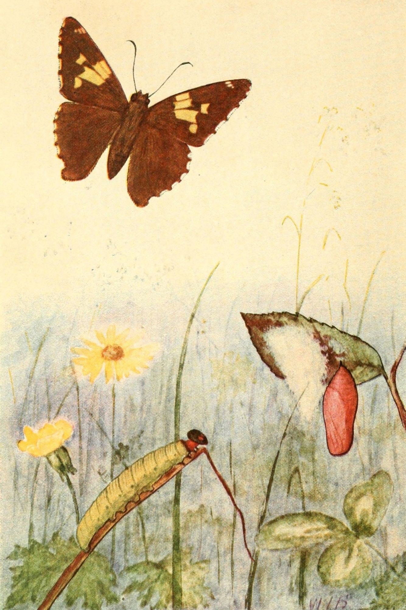 Butterflies Shown to the Children 1917 Silver-spotted Skipper Canvas Art - Willey I Beecroft (24 x 36)