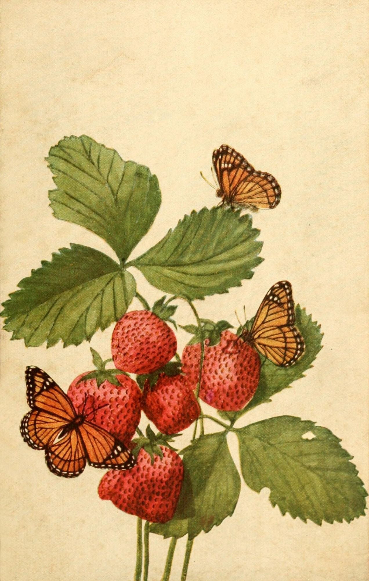 Butterflies Shown to the Children 1917 Viceroy visiting Strawberries Canvas Art - Willey I Beecroft (18 x 24)