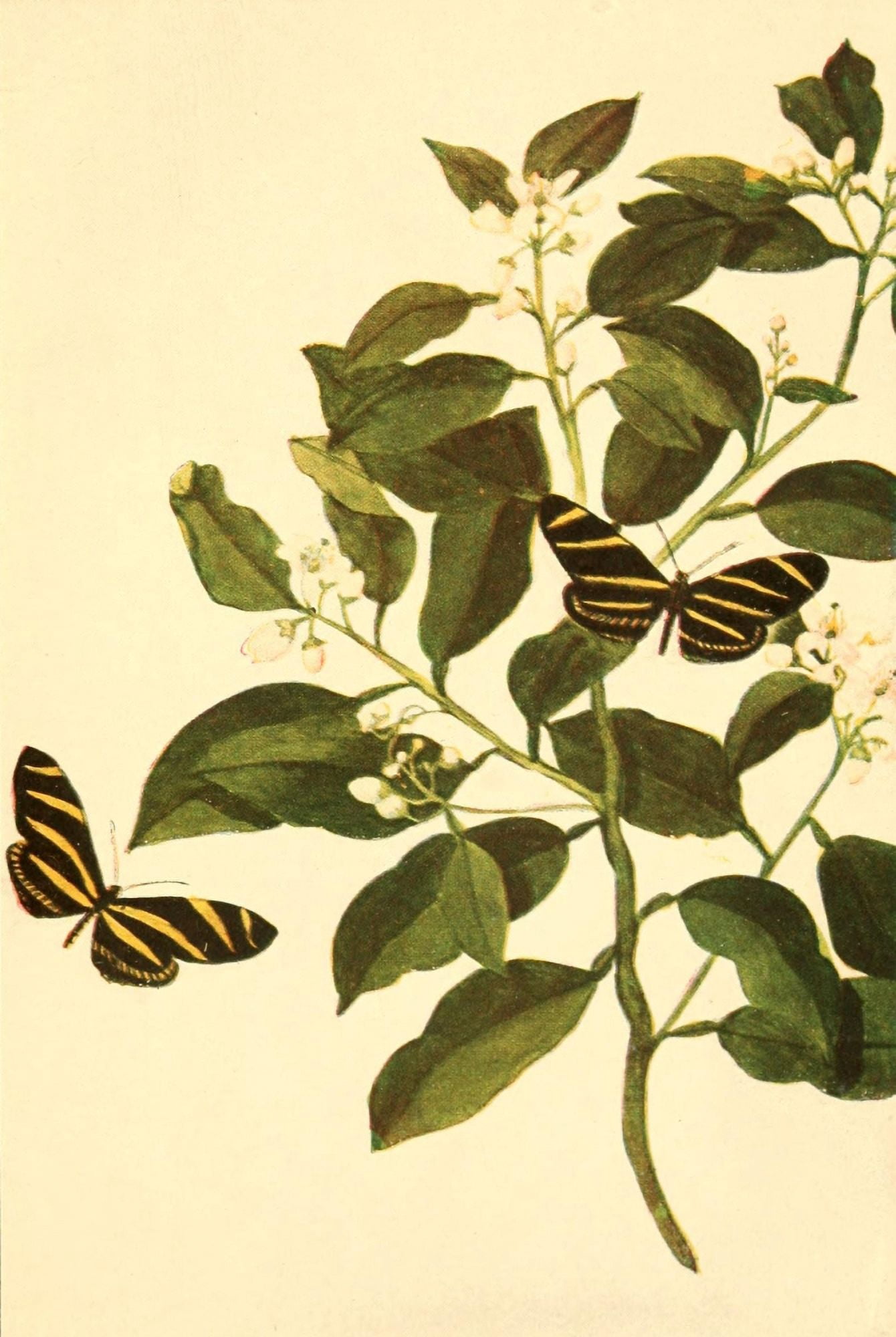 Butterflies Shown to the Children 1917 Zebra Butterfly Canvas Art - Mary E Walker (24 x 36)