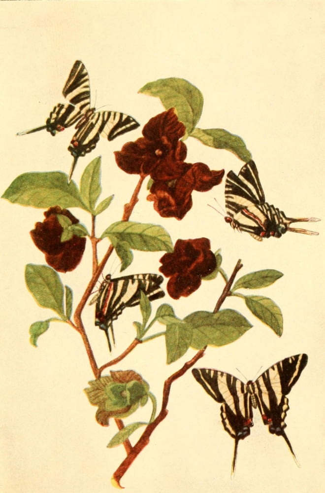 Butterflies Shown to the Children 1917 Zebra Swallowtails Canvas Art - Mary E Walker (24 x 36)