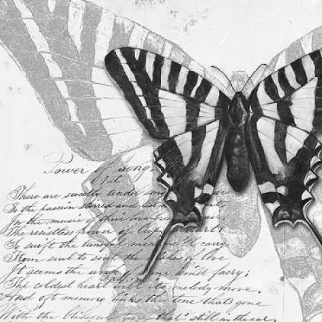 Butterflies Studies II Canvas Art - Patricia Pinto (24 x 24)