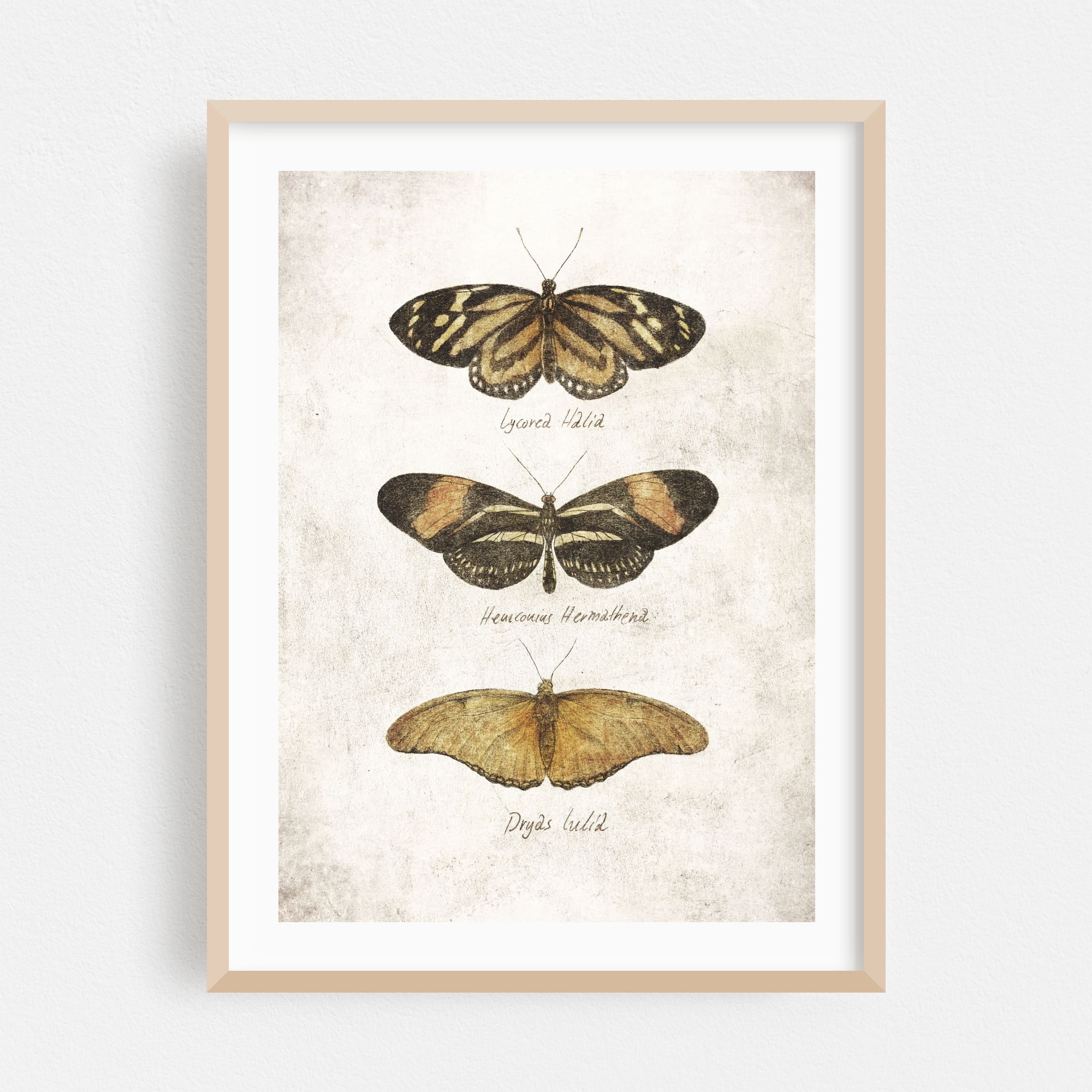 Butterflies V - Drawing Vintage Butterfly Botanical Nature Insect ...