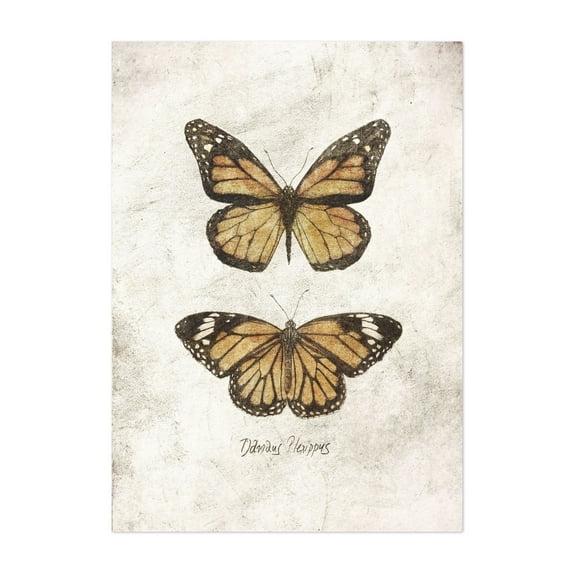 Butterflies VI - Drawing Butterfly Vintage Nature Botanical Insect Illustration Unframed Wall Art Print 24 x 32 inches