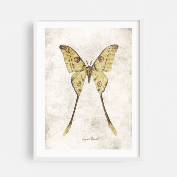 Butterflies VII - Drawing Butterfly Nature Vintage Botanical Illustration Art Deco Floral White Framed Wall Art Print 24 x 36 inches