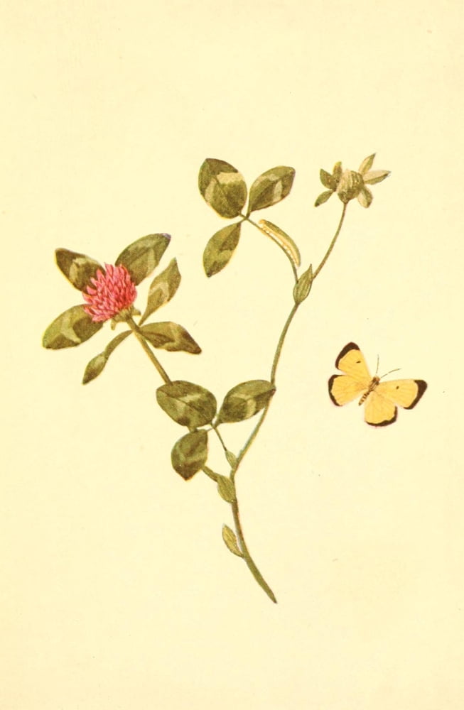 Butterflies Worth Knowing 1923 Clouded Sulphur Butterfly Canvas Art - Mary E Walker (18 x 24)