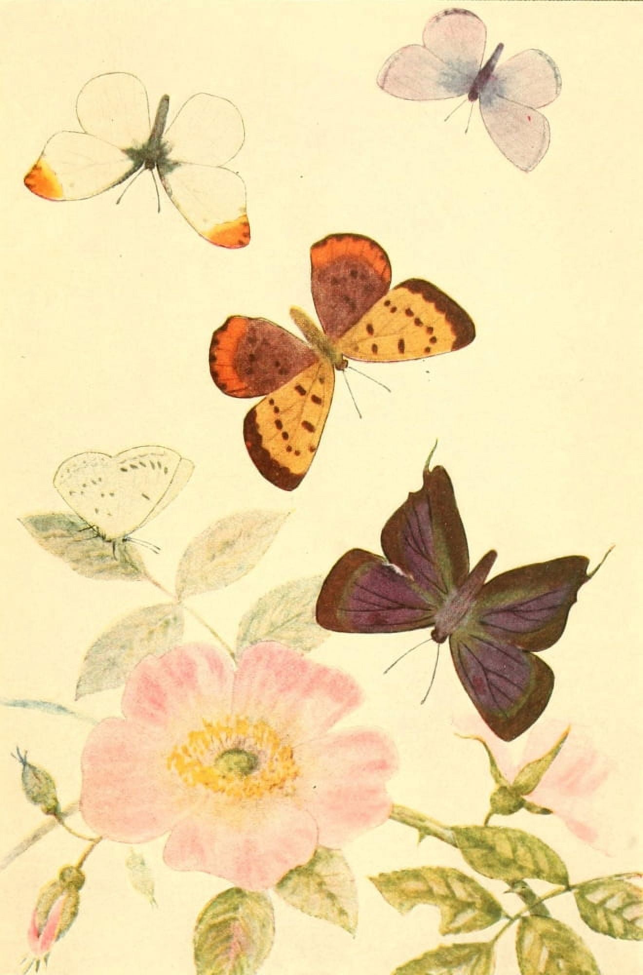 Butterflies Worth Knowing 1923 Five Interesting Butterflies Canvas Art - Willey I Beecroft (24 x 36)