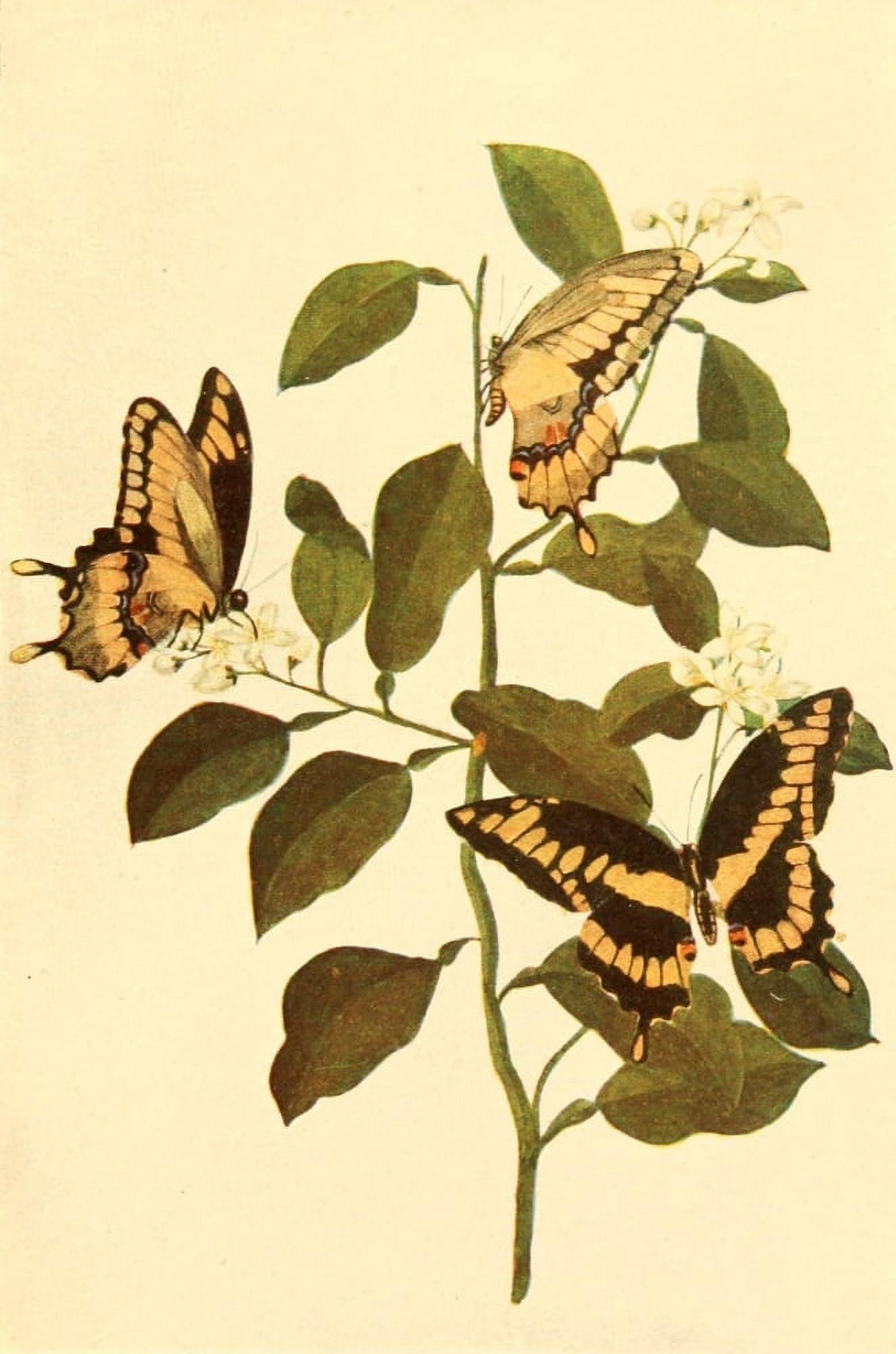 Butterflies Worth Knowing 1923 Giant Swallowtails Canvas Art - Mary E Walker (24 x 36)