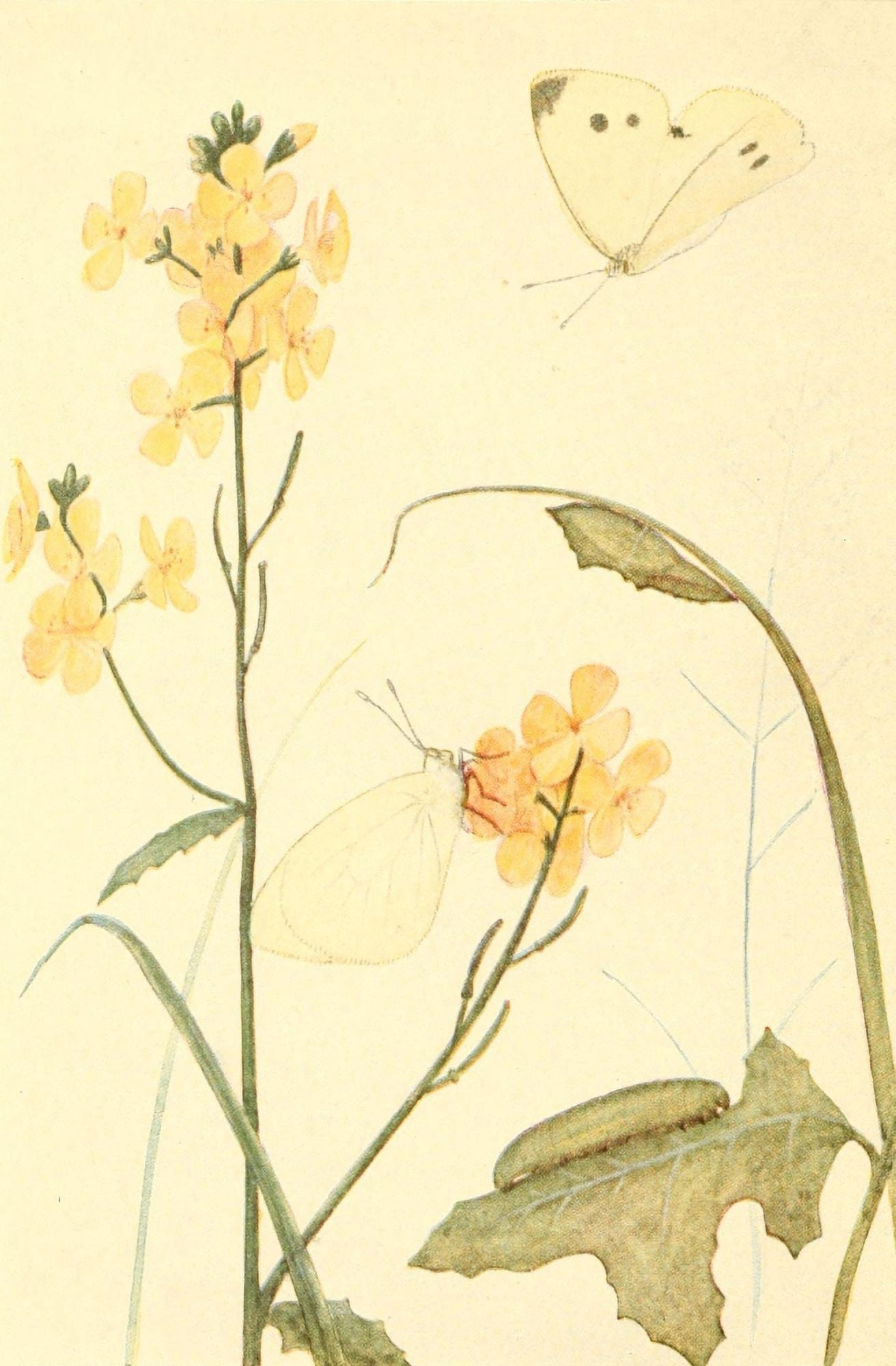 Butterflies Worth Knowing 1923 Imported Cabbage Butterfly Canvas Art - Willey I Beecroft (18 x 24)