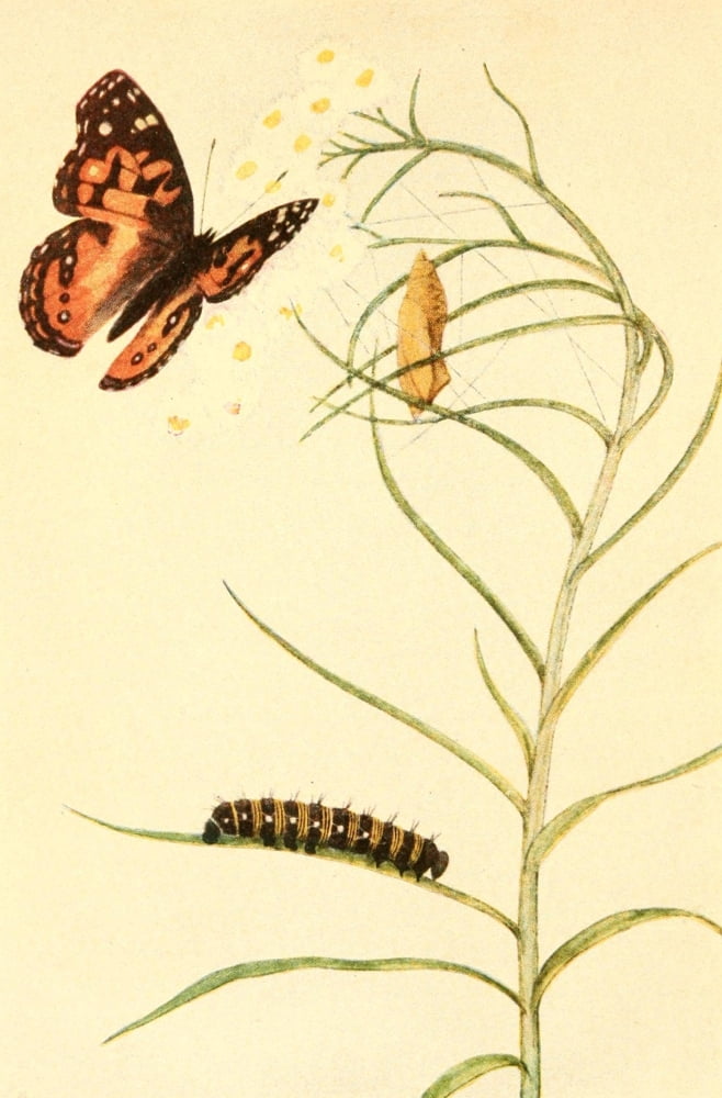 Butterflies Worth Knowing 1923 Painted Beauty Canvas Art - Willey I Beecroft (18 x 24)