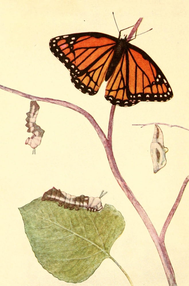 Butterflies Worth Knowing 1923 Stages of the Viceroy Canvas Art - Willey I Beecroft (18 x 24)