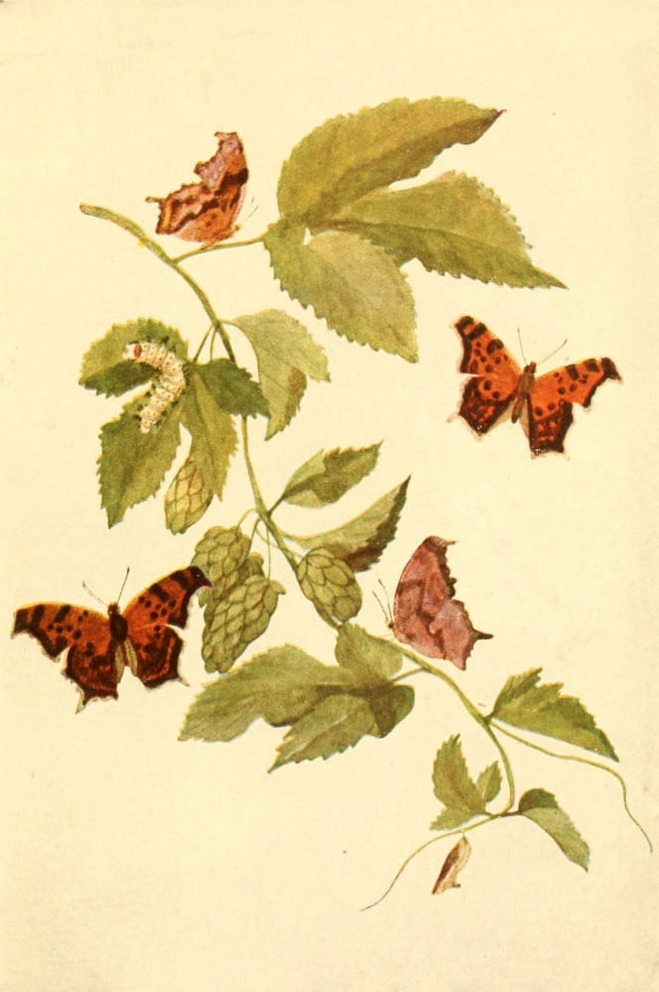 Butterflies Worth Knowing 1923 The Hop Merchant Canvas Art - Mary E Walker (18 x 24)