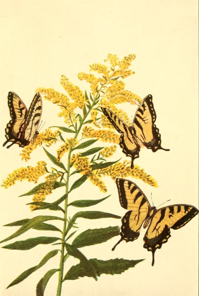 Butterflies Worth Knowing 1923 Tiger Swallowtail Canvas Art - Mary E Walker (24 x 36)