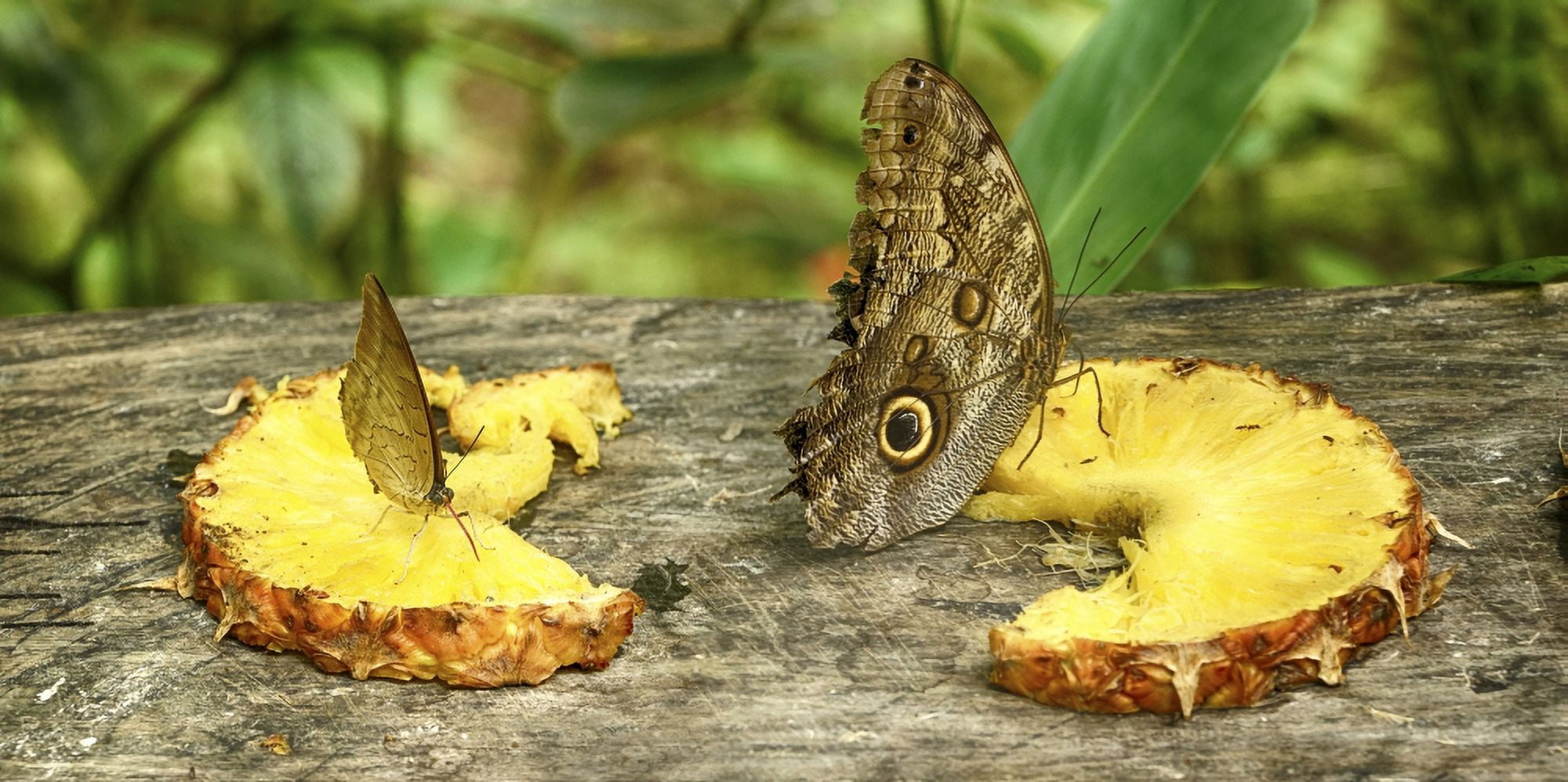 Butterflies feeding on pineapple slices Costa Rica Canvas Art - Panoramic Images (27 x 9)