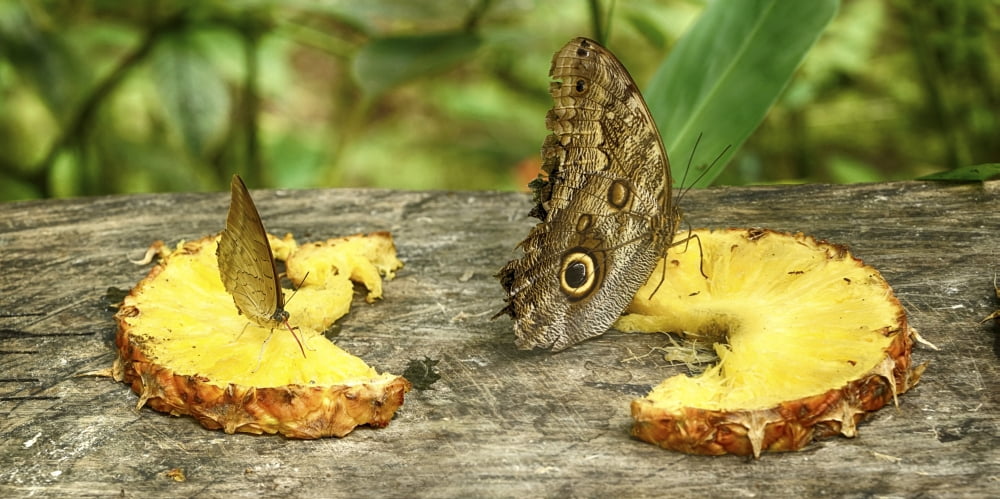 Butterflies feeding on pineapple slices Costa Rica Canvas Art - Panoramic Images (36 x 12)