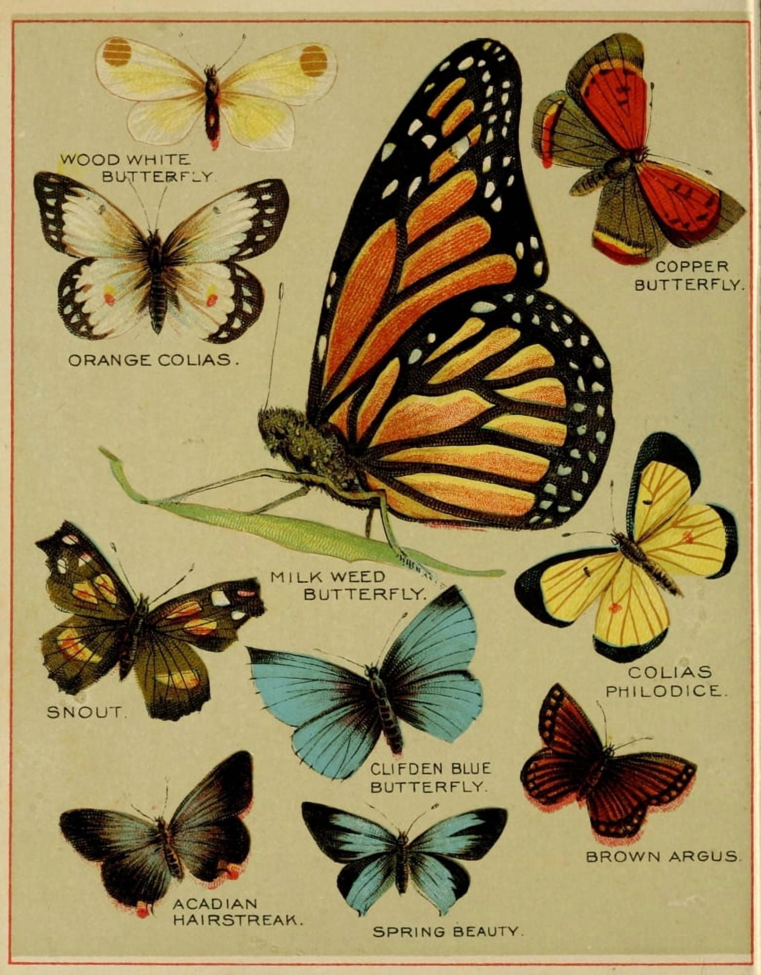 Butterflies of America c1900 Various 1 Canvas Art - Unknown (24 x 36)