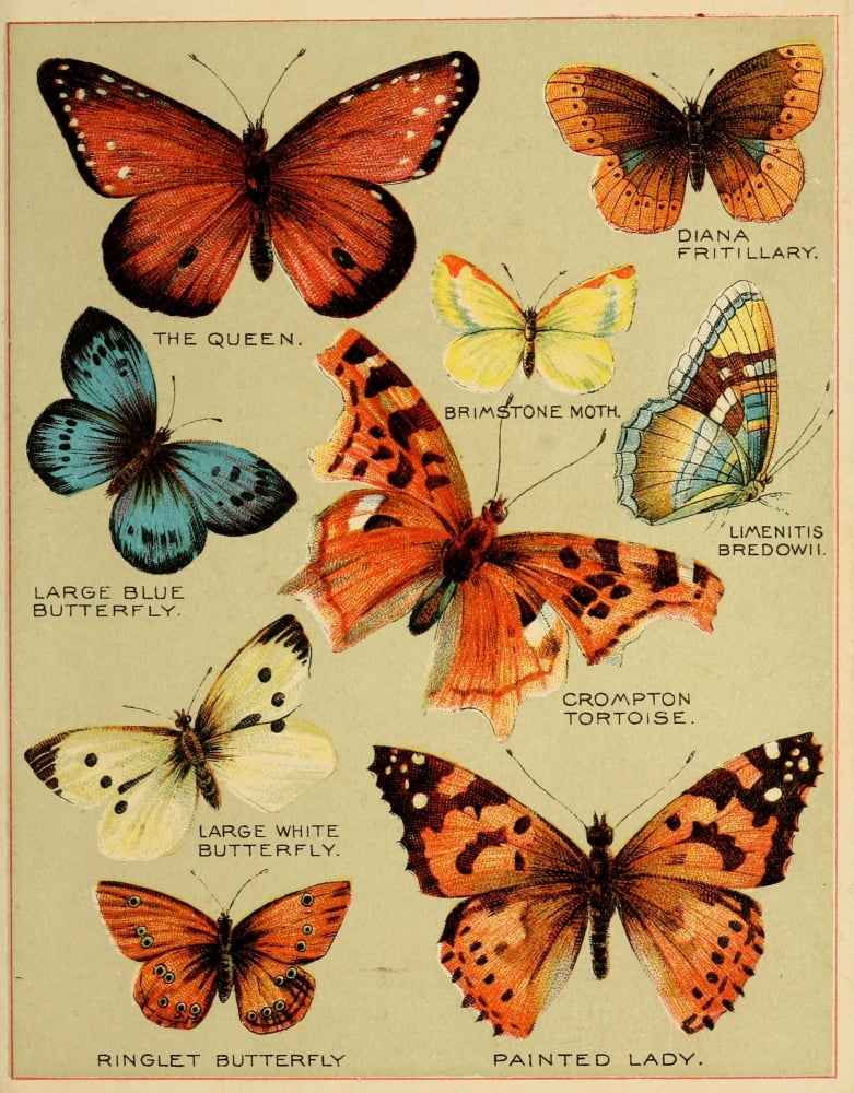 Butterflies of America c1900 Various 2 Canvas Art - Unknown (18 x 24)