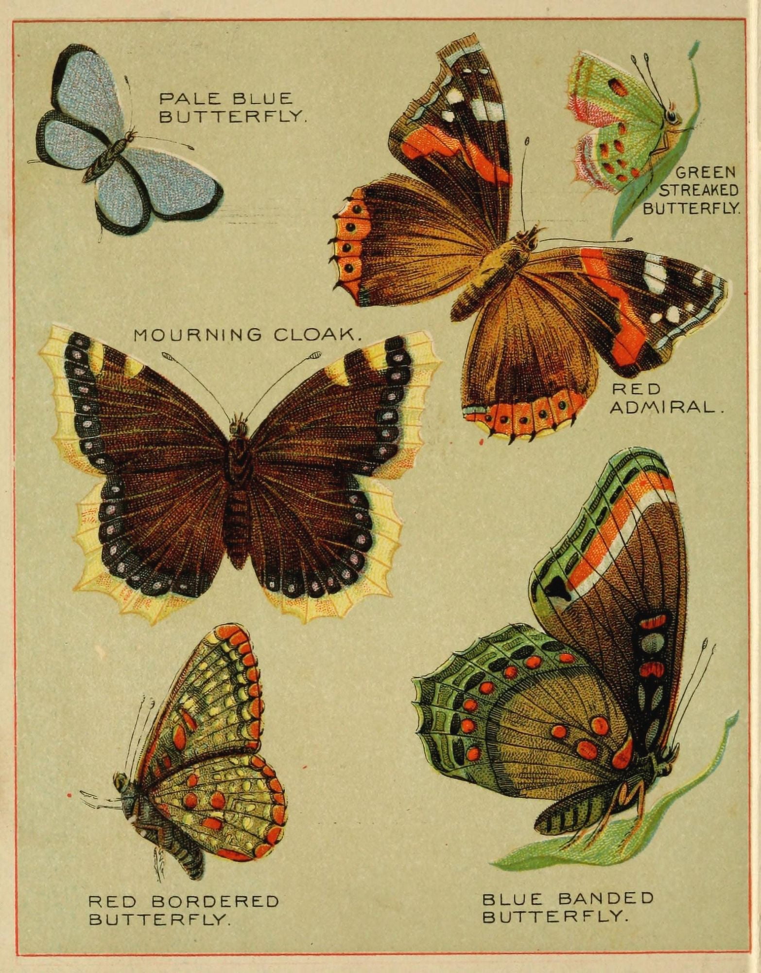 Butterflies of America c1900 Various 3 Canvas Art - Unknown (18 x 24)