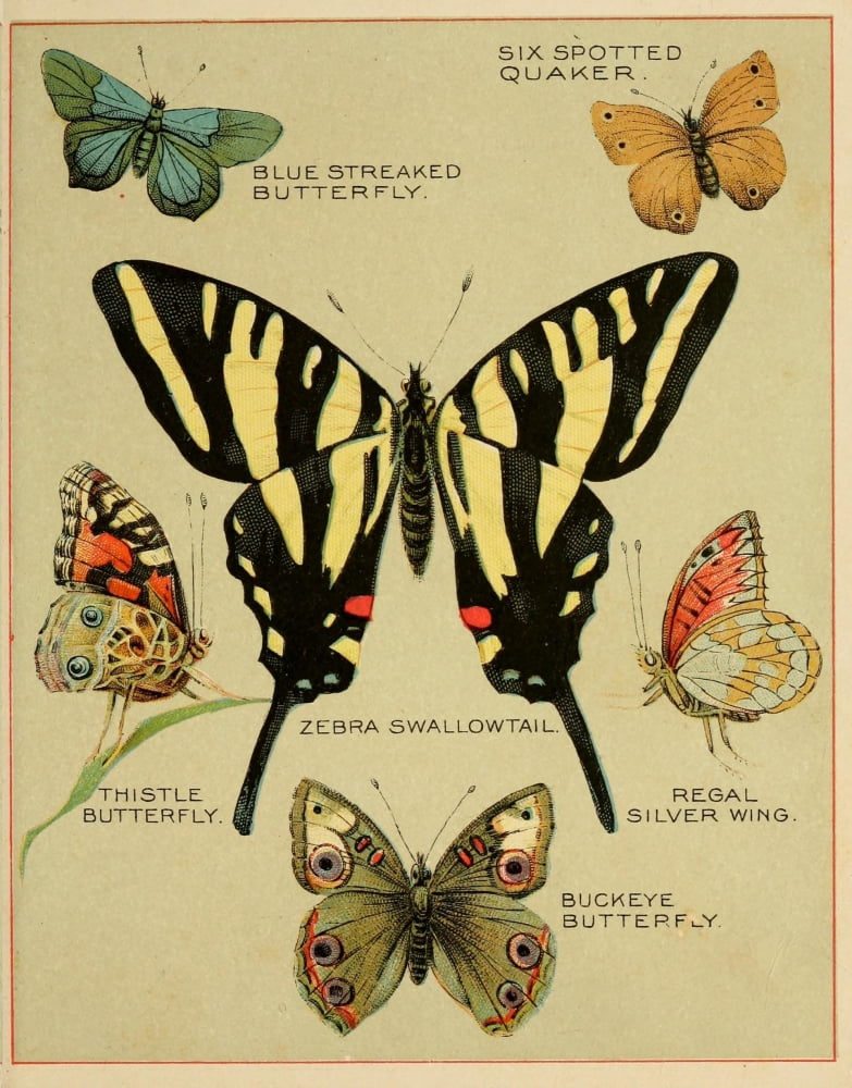 Butterflies of America c1900 Various 4 Canvas Art - Unknown (24 x 36)