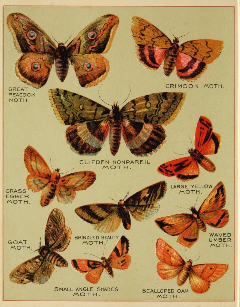 Butterflies of America c1900 Various 5 Canvas Art - Unknown (18 x 24)