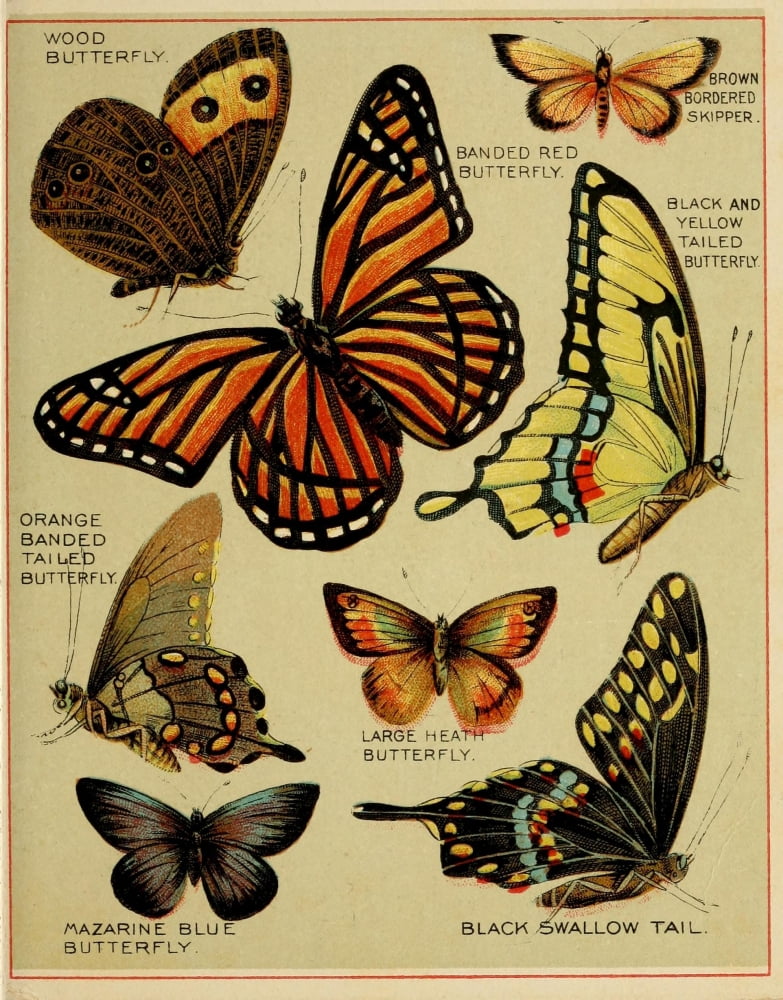 Butterflies of America c1900 Various 6 Canvas Art - Unknown (24 x 36)