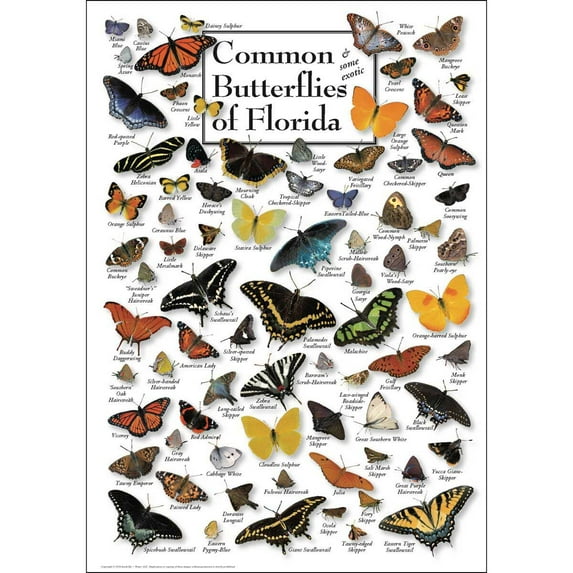 Butterflies of Florida Puzzle