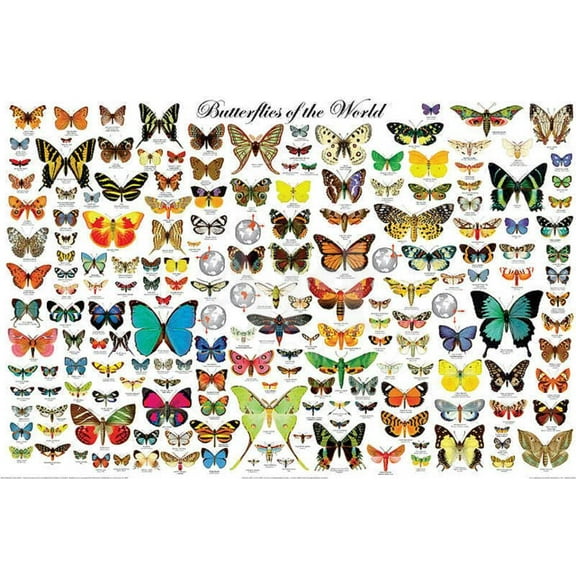 Butterflies of the World, Unframed Poster Wall Art Sold by Art.Com