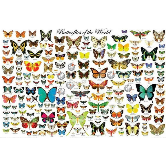 Butterflies of the World, Unframed Poster Wall Art Sold by Art.Com