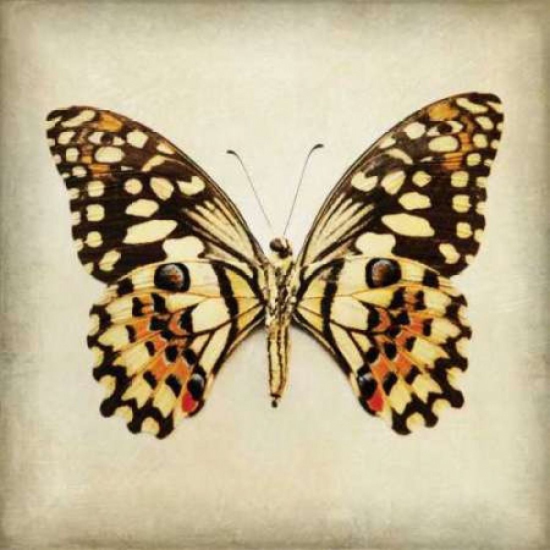 Butterfly 6 Canvas Art - Amy Melious (24 x 24)