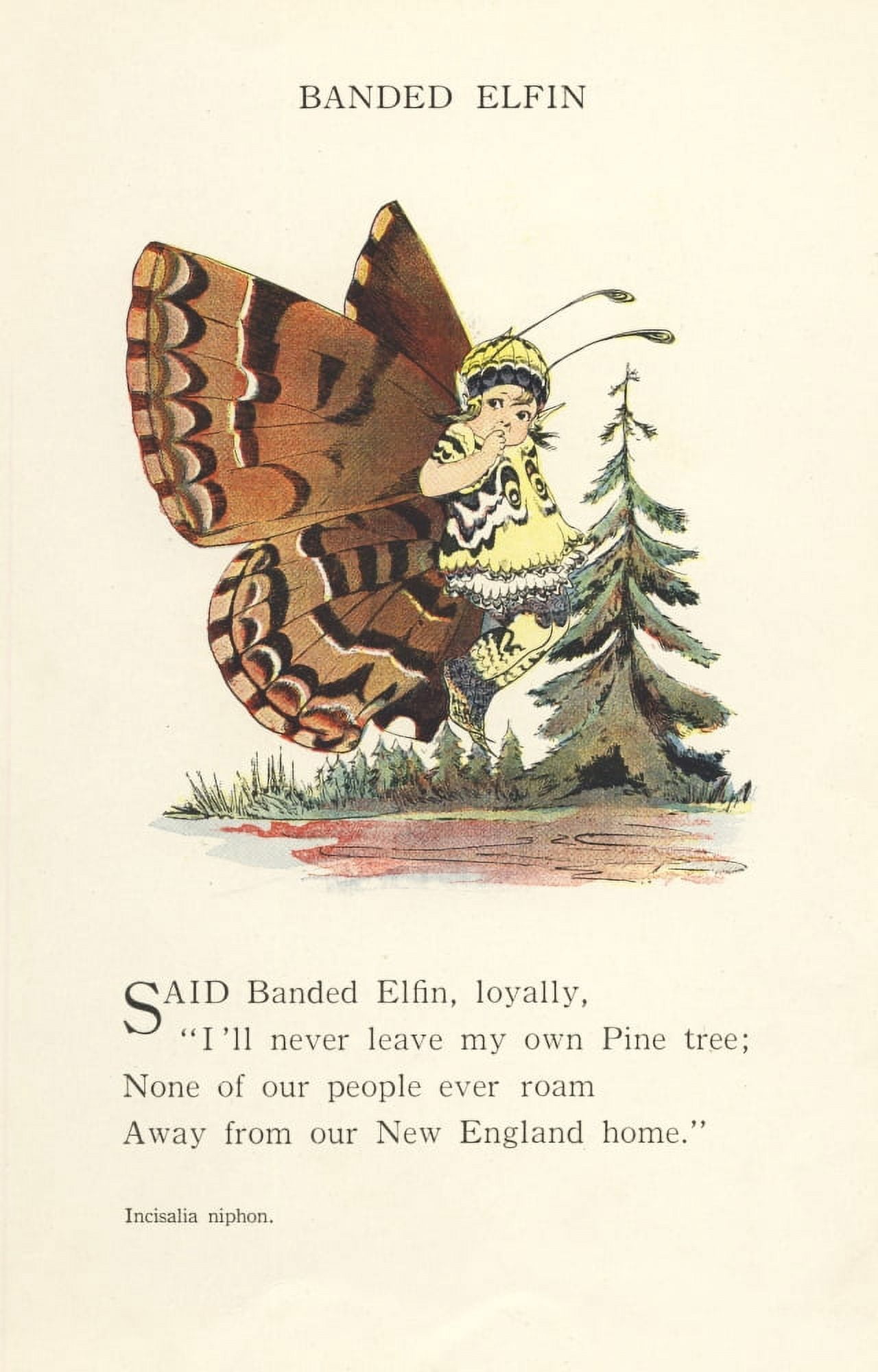 Butterfly Babies 1914 Banded Elfin Canvas Art - MT Ross (24 x 36)