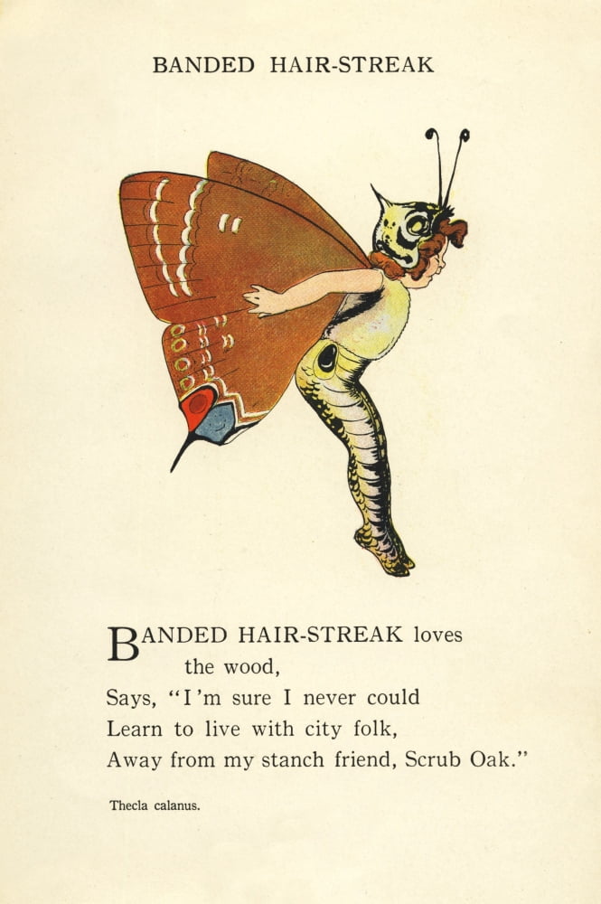 Butterfly Babies 1914 Banded Hair-streak Canvas Art - MT Ross (18 x 24)