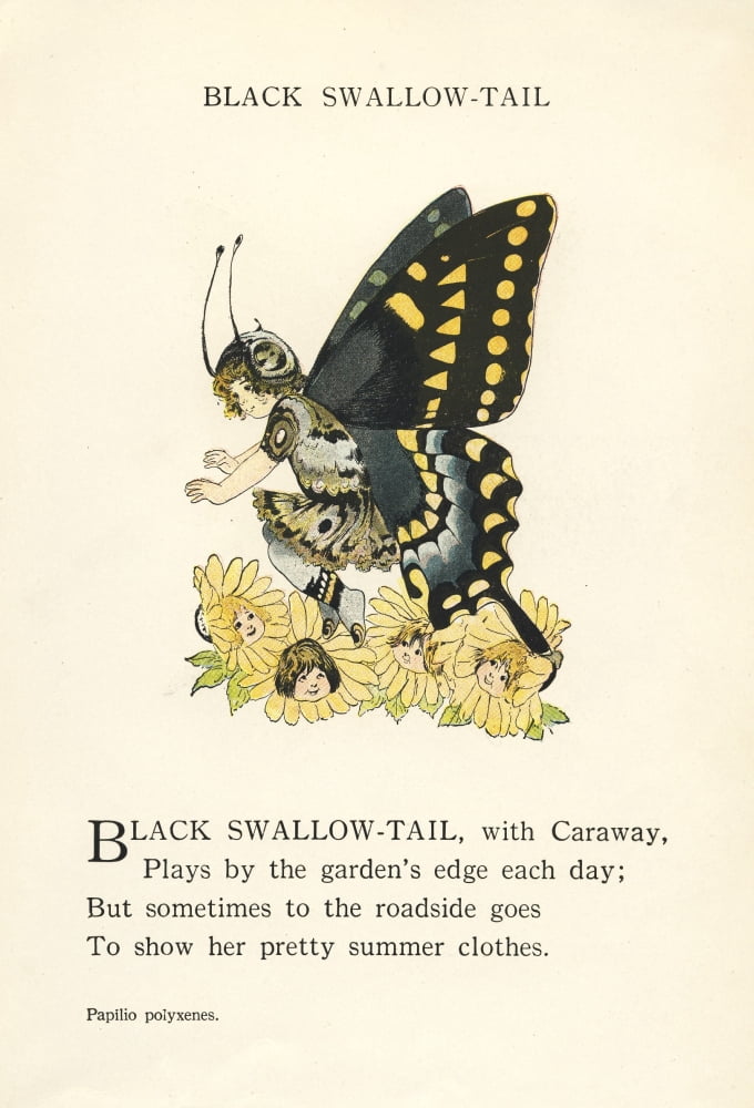 Butterfly Babies 1914 Black Swallow-tail Canvas Art - MT Ross (18 x 24)