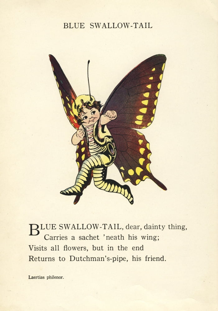 Butterfly Babies 1914 Blue Swallow-tail Canvas Art - MT Ross (24 x 36)
