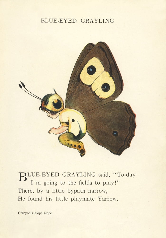 Butterfly Babies 1914 Blue-eyed Grayling Canvas Art - MT Ross (24 x 36)