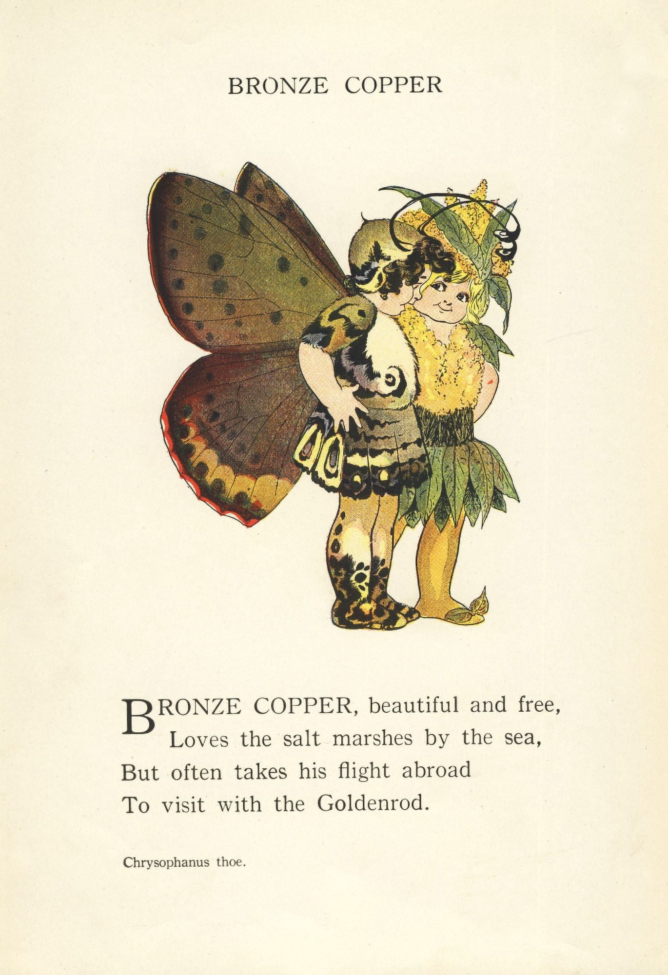Butterfly Babies 1914 Bronze Copper Canvas Art - MT Ross (24 x 36)
