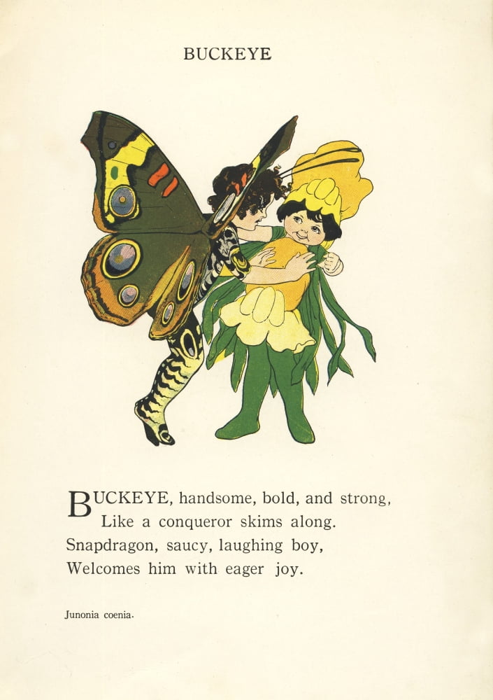 Butterfly Babies 1914 Buckeye Canvas Art - MT Ross (24 x 36)