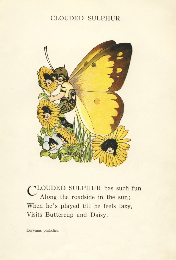 Butterfly Babies 1914 Clouded Sulphur Canvas Art - MT Ross (18 x 24)